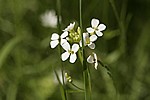 Wiesenblumen